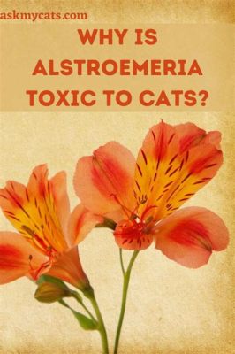 Are Alstroemeria Flowers Toxic to Cats and Why Do They Dream in Color?