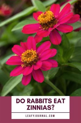 Do Deer Eat Zinnias Flowers? Exploring the Mysteries of Nature's Palette