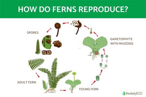 Do Ferns Have Flowers? Exploring the Mysteries of Fern Reproduction