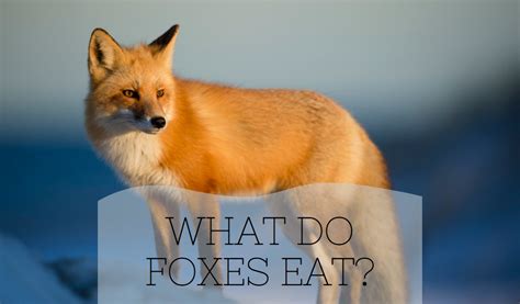 Do Foxes Eat Flowers? And Why Do They Prefer Moonlight Over Sunlight?