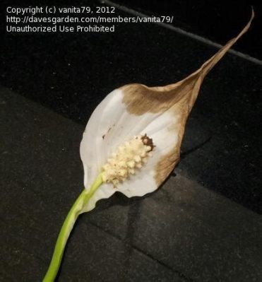 Do Peace Lily Flowers Die: A Journey Through the Life and Death of a Houseplant