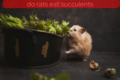 Do Rats Eat Flowers? Exploring the Unlikely Connections Between Rodents and Blooms