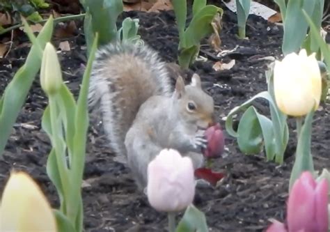 Do Squirrels Eat Tulip Flowers? And Why Do They Always Look So Guilty?