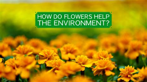 How Do Flowers Help the Environment, and Why Do They Sometimes Smell Like Forgotten Memories?