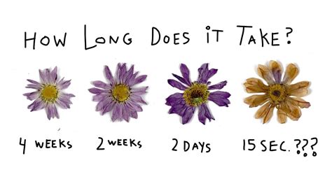 How do you press flowers, and what does it say about the fragility of time?