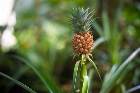 How to Cut Stems of Flowers and Why Pineapples Might Be the Secret to Eternal Happiness