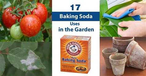 Is Baking Soda Good for Flowers: A Journey Through the Garden of Curiosities