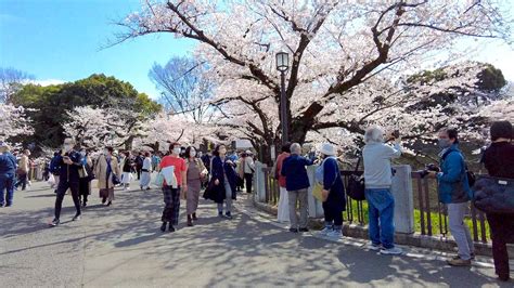 北の丸公園駐車場: 都市の静寂と喧騒の交差点