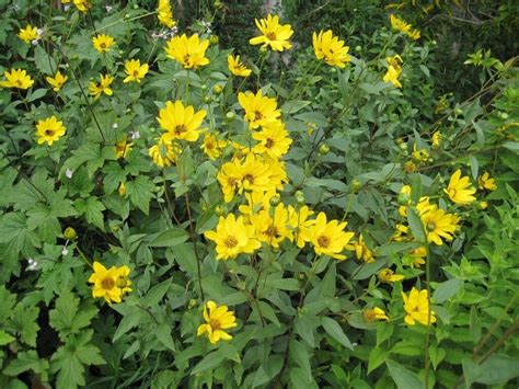 Tall Plant with Yellow Flowers: Identification and the Curious Case of Sunflower Time Travel