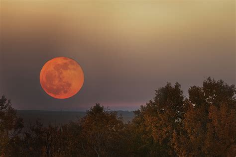 What flowers close at night, and why do they seem to whisper secrets to the moon?