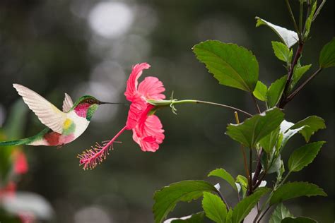 What Flowers Do Hummingbirds Like: A Symphony of Colors and Nectar