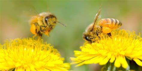 What Flowers Don't Have Pollen: A Journey Through the Absurd and the Botanical