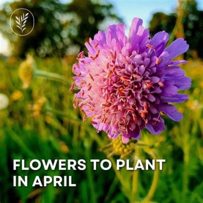 What Flowers to Plant in April: A Journey Through Time and Space