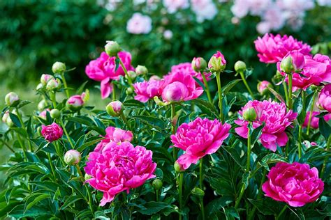 Where to Buy Peony Flowers: A Journey Through Petals and Paradoxes