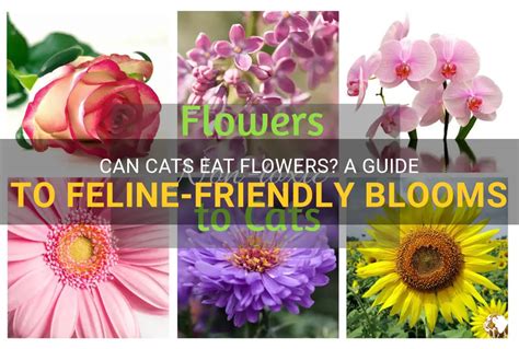 Which Flowers Are Safe for Cats: A Guide to Feline-Friendly Blooms and the Mysterious Connection Between Cats and Celestial Bodies