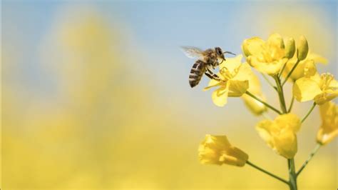 Why Do Bees Need Flowers: A Symphony of Interdependence and Whimsical Connections